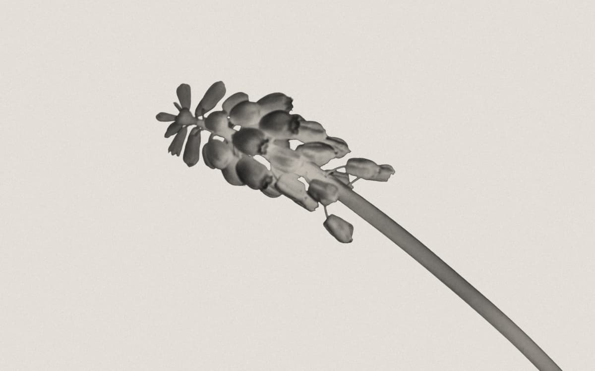 Illustration of Lavender